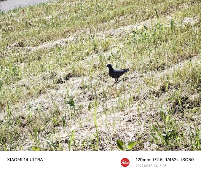 Xiaomi 14 Ultraのカメラで撮った写真：鳩