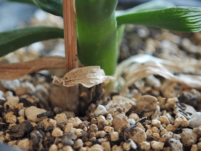 Xiaomi 14 Ultraのカメラで撮った写真：観葉植物のズーム