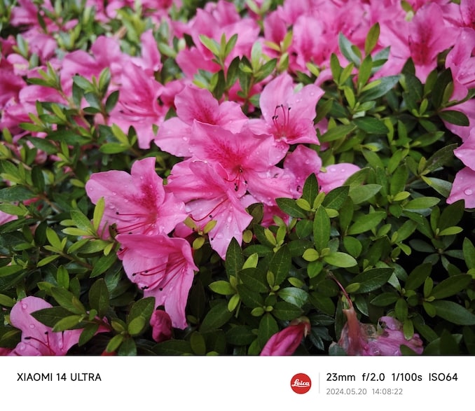 Xiaomi 14 Ultraのカメラで撮った写真：花の写真