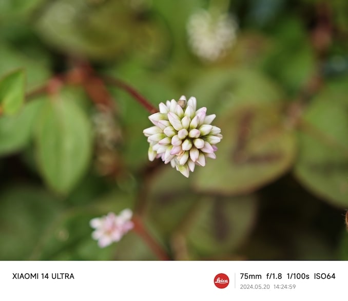 Xiaomi 14 Ultraのカメラで撮った写真：3.2倍ズームのボケ感