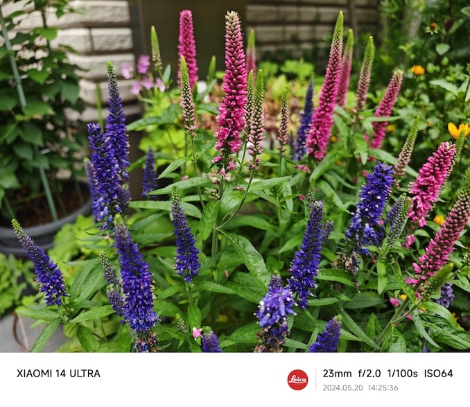 Xiaomi 14 Ultraのカメラで撮った写真：鮮やかな花