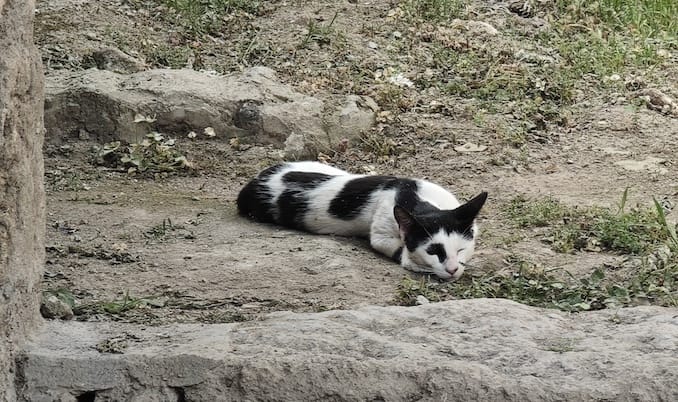 ポンペイ遺跡の猫