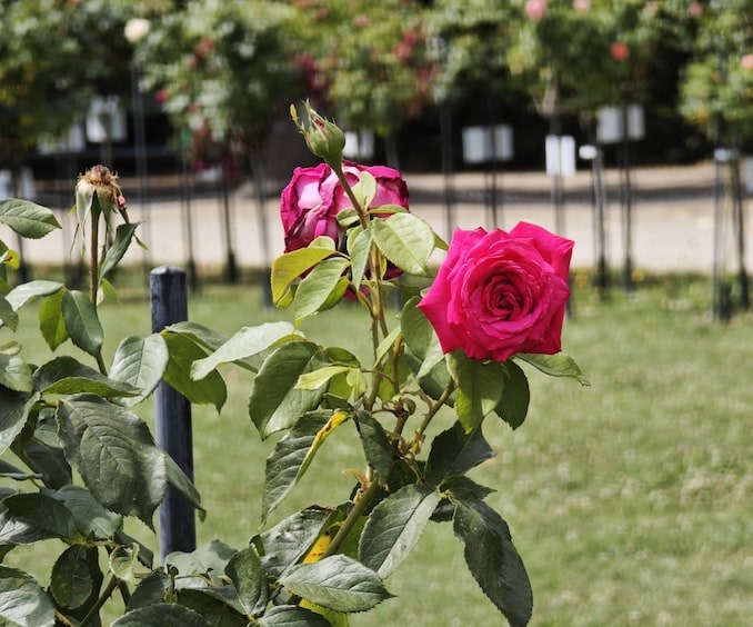 シェーンブルン宮殿の庭園の赤の薔薇