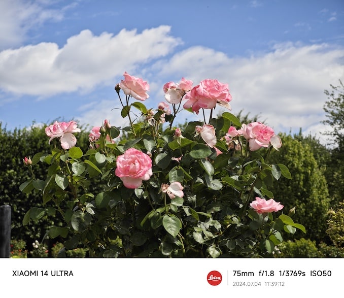 シェーンブルン宮殿のピンクの薔薇