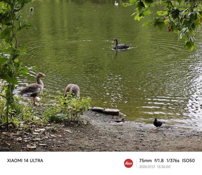 セント・ジェームズ・パークの湖と鳥2