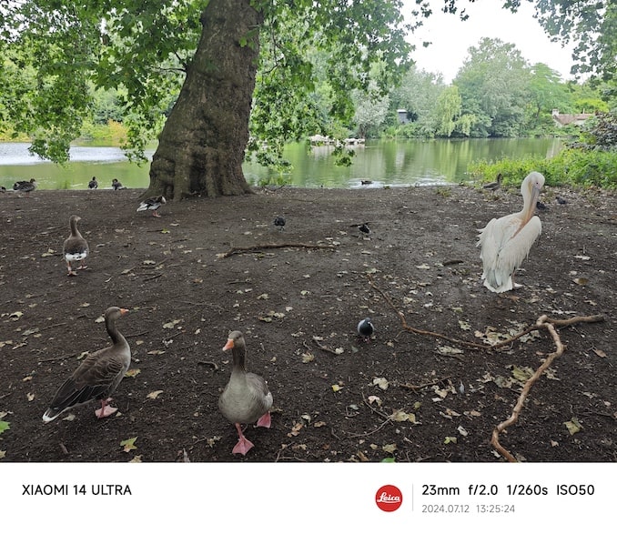 セント・ジェームズ・パークの湖と鳥