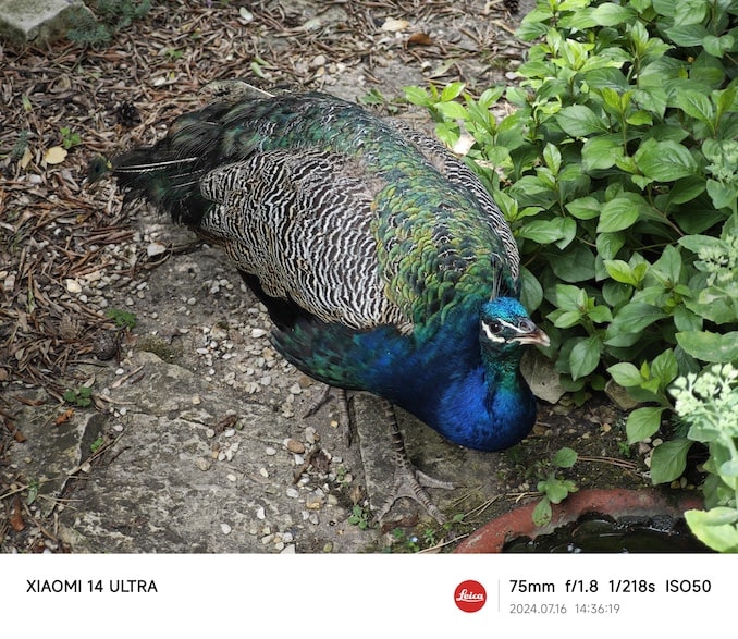 パリ花公園の孔雀