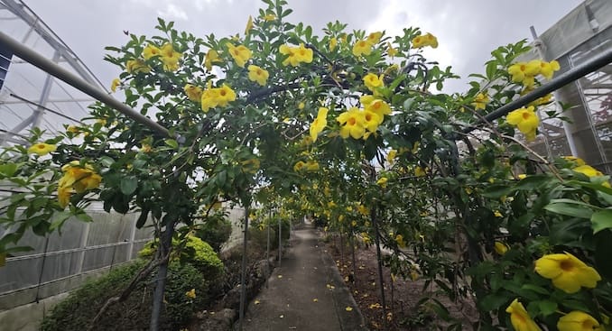 ユートピアファームの花