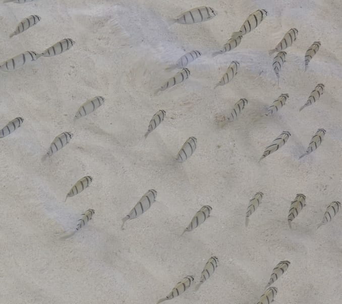 与那覇前浜ビーチの魚