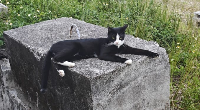 宮古島の猫
