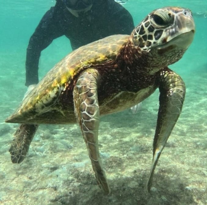 宮古島のシュノーケリングでウミガメ(海亀)をみる