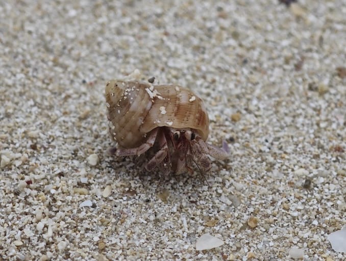 宮古島のオオナキオカヤドカリの小さいやつ